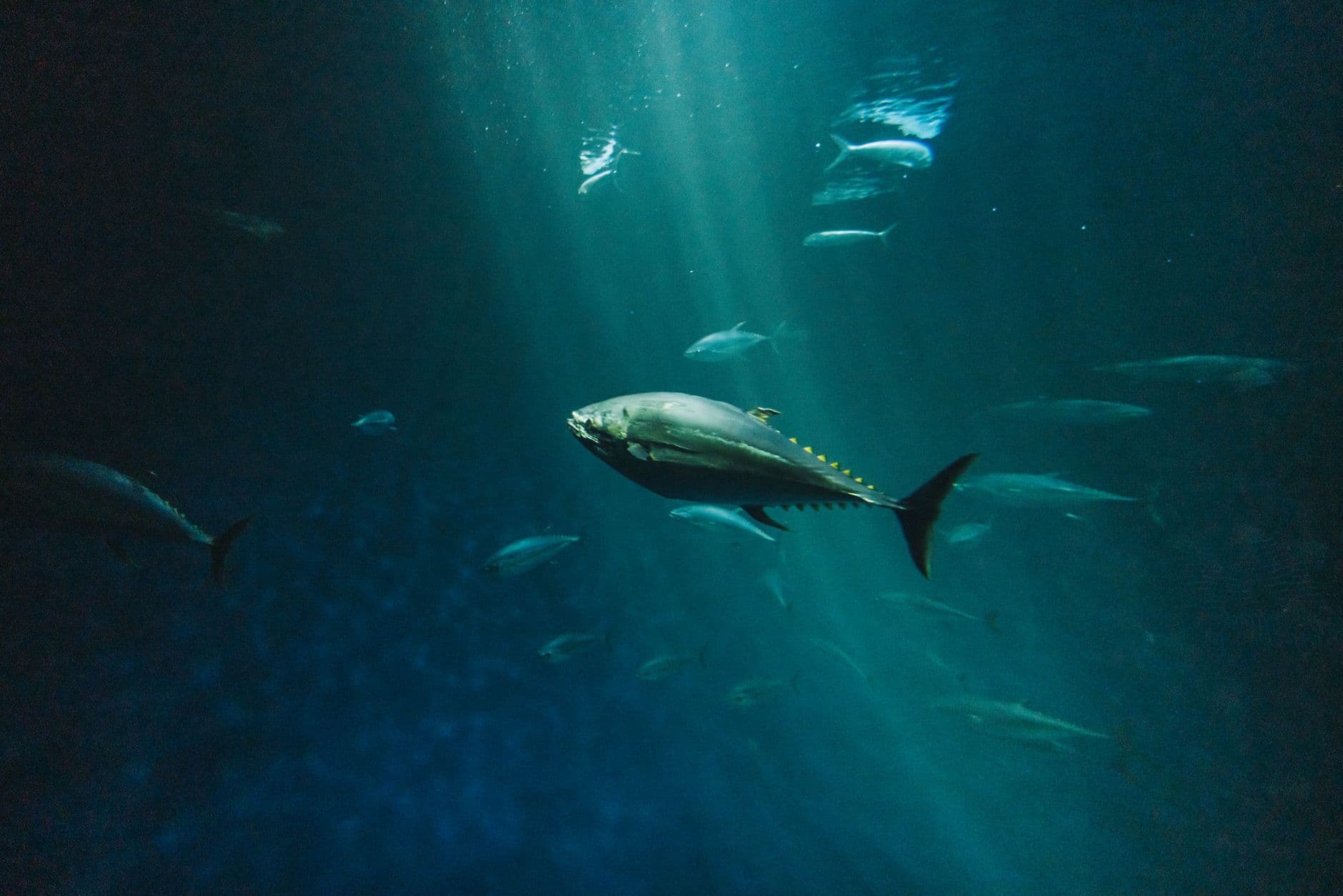 Alien Sharks and the Future of Medicine