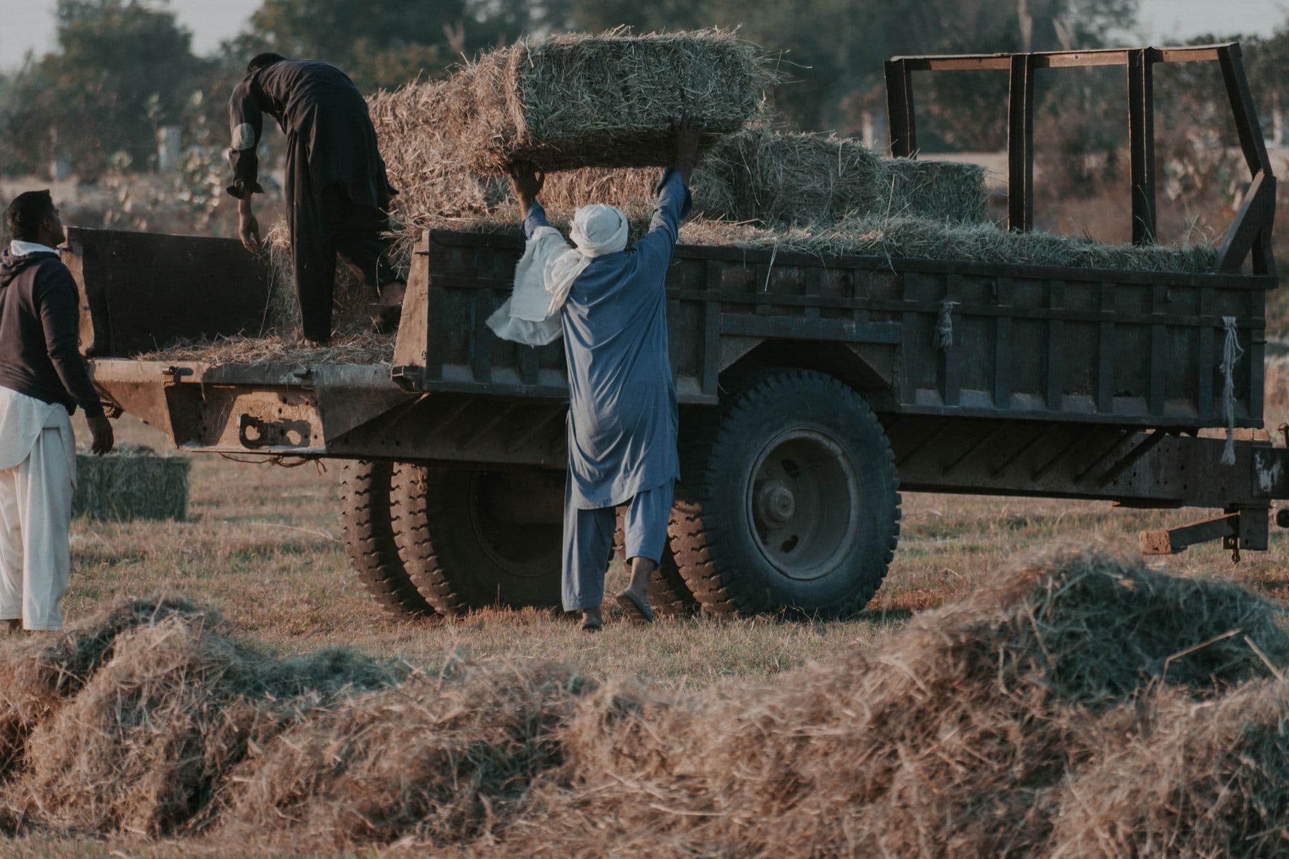 The Logistics of Dolly Parton and Local Lettuce