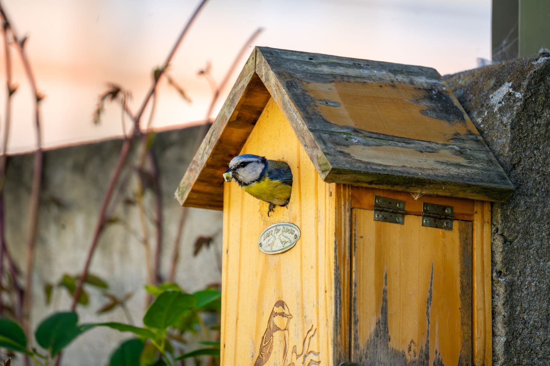 My Doorbell Just Doxxed a Tufted Titmouse