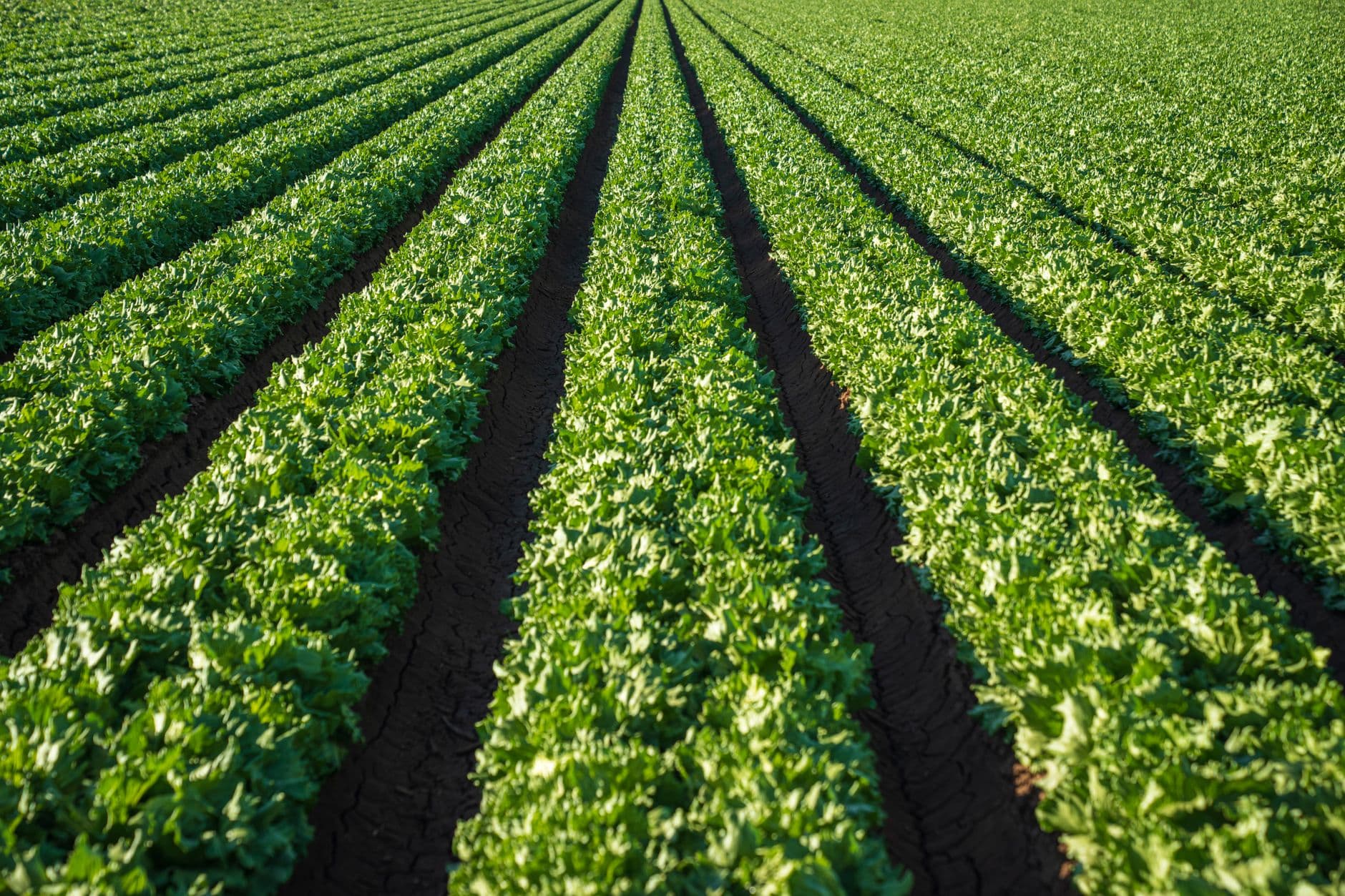 Cloud Computing Requires Sacrificing Your Salad