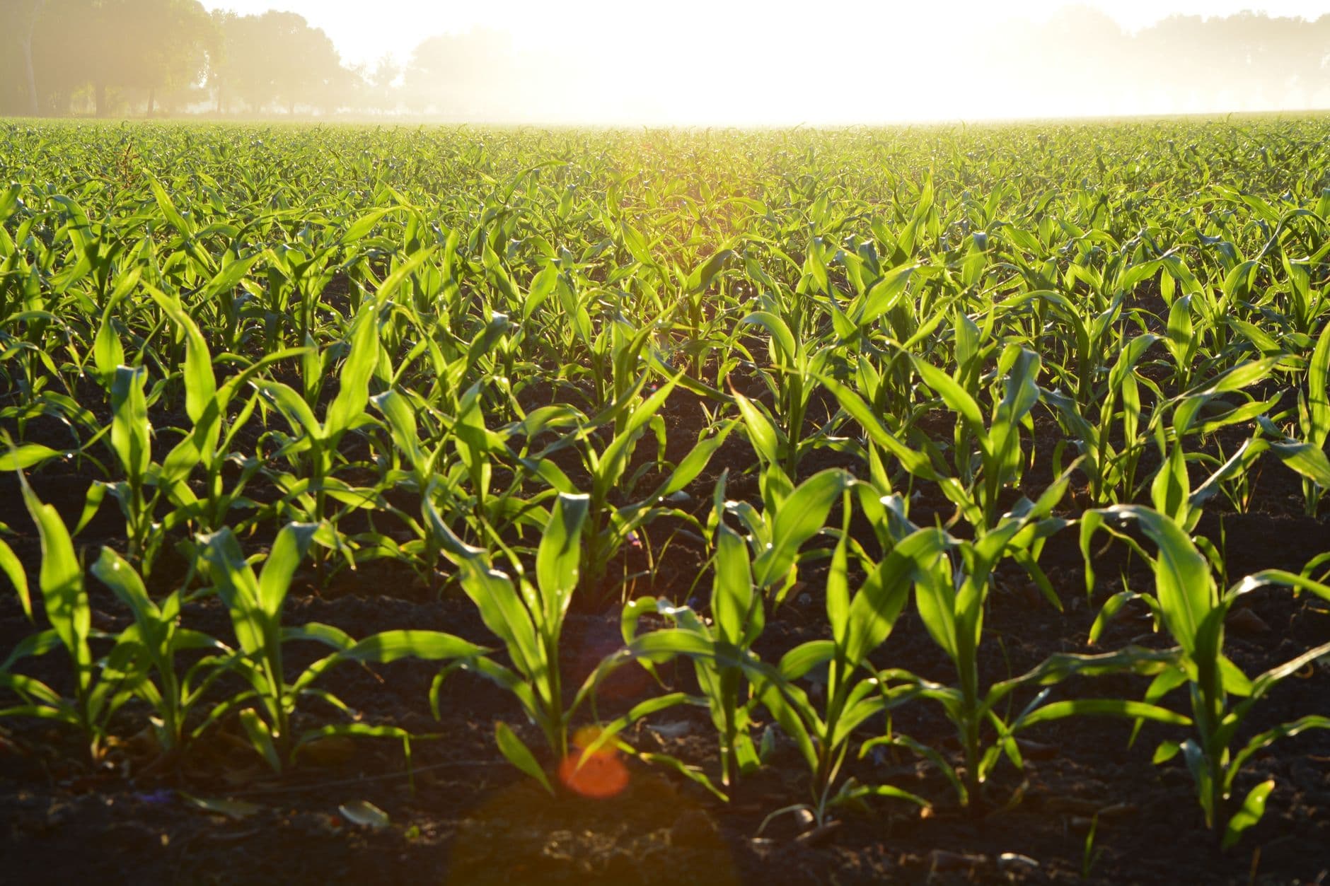 The Government Paid for the Vine That Ate the South