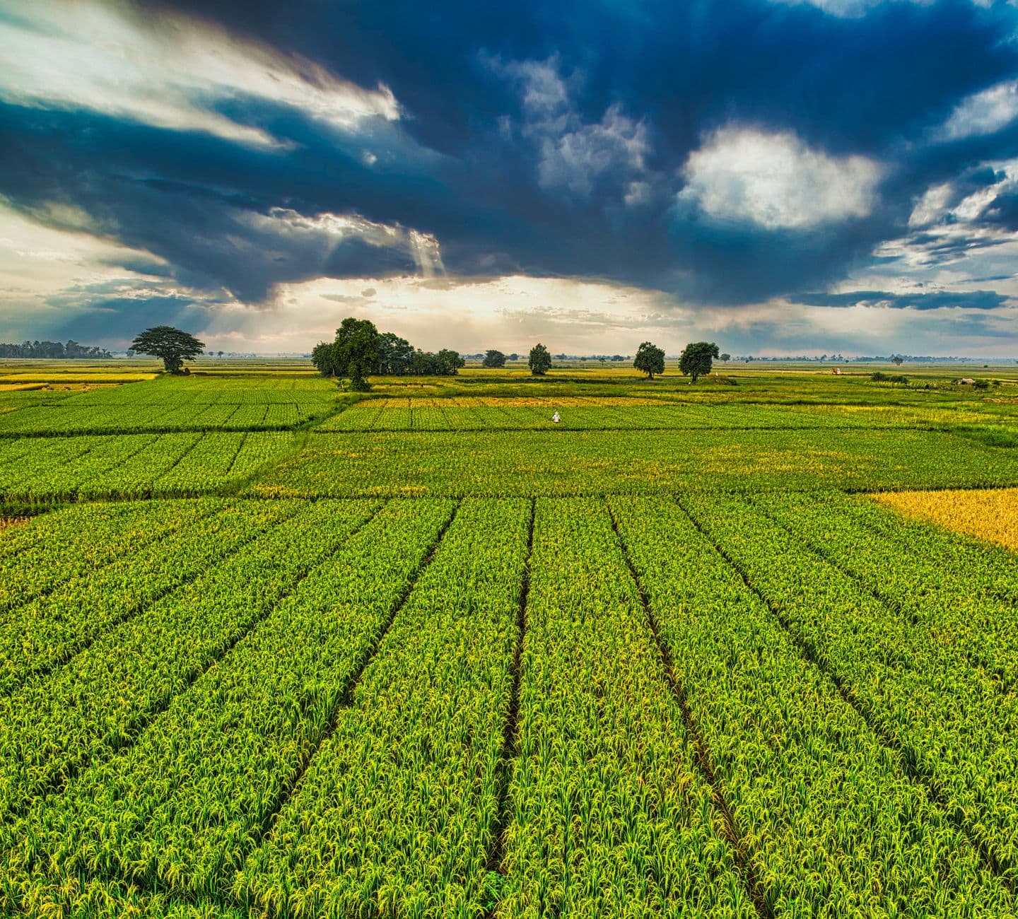 The Biological Radar of Continental Agriculture