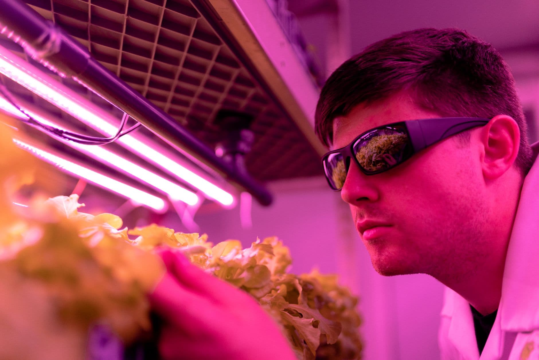 Why My Lab-Grown Kale Needs a High Refresh Rate