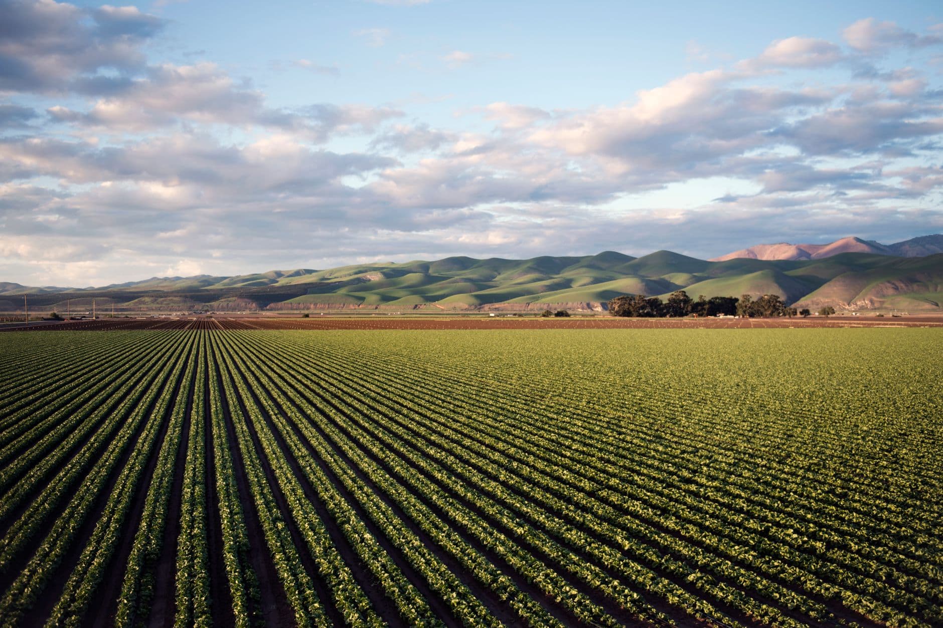 The Brutal Deconstruction of the California Vineyard