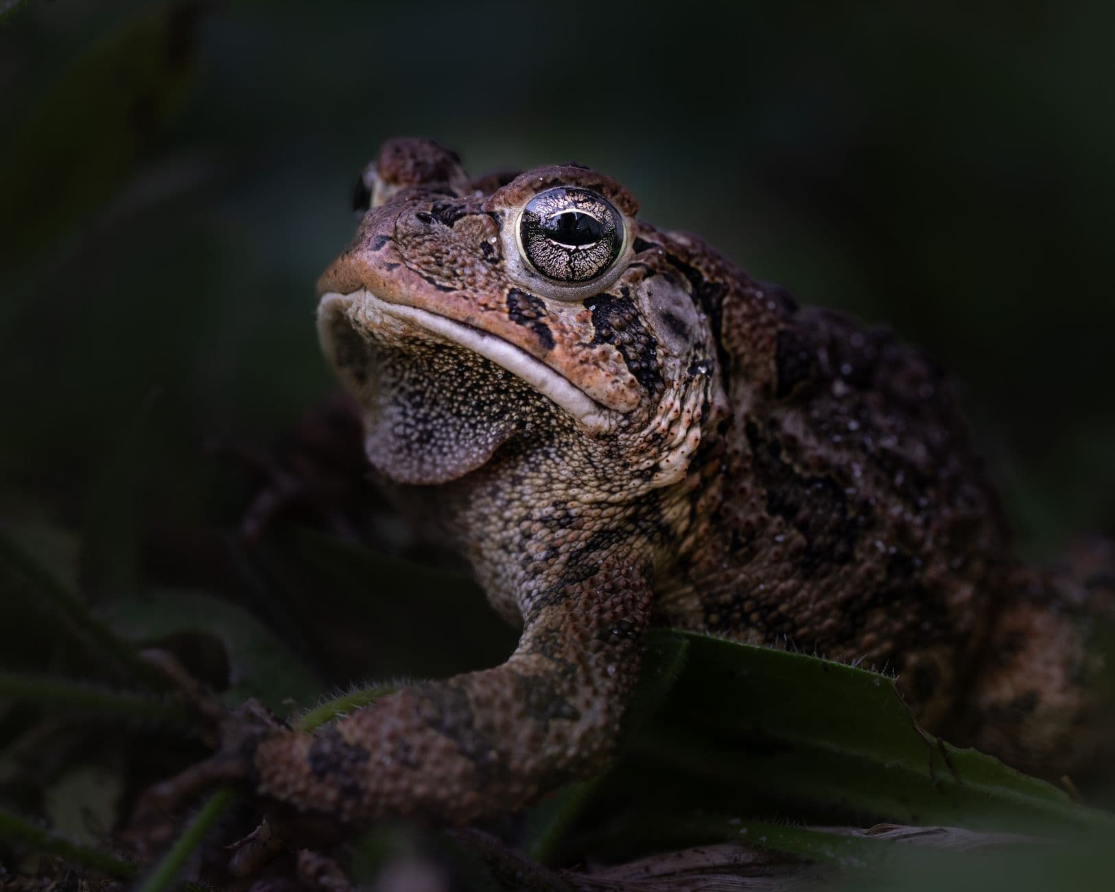 Frog and Toad Are Not Prompt Engineers
