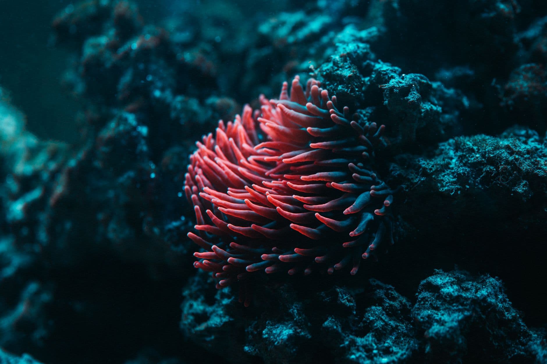 Sunscreen for the Sea
