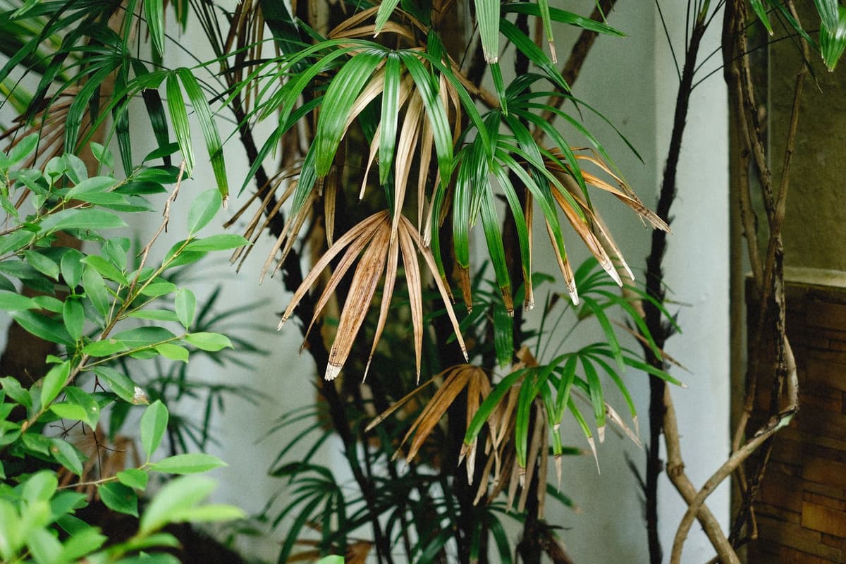 a single wilted brown leaf drooping from a lush green tropical branch