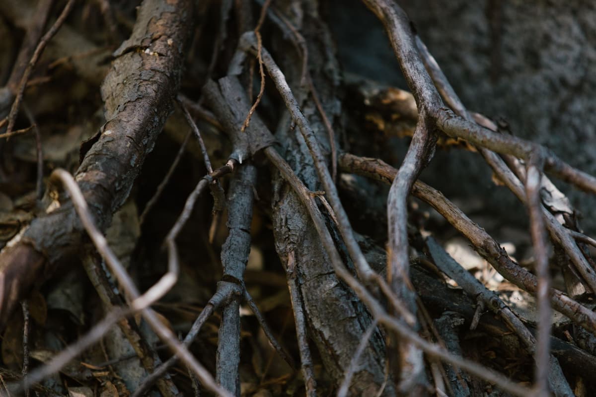 a close up of glowing plant roots spreading through dark soil