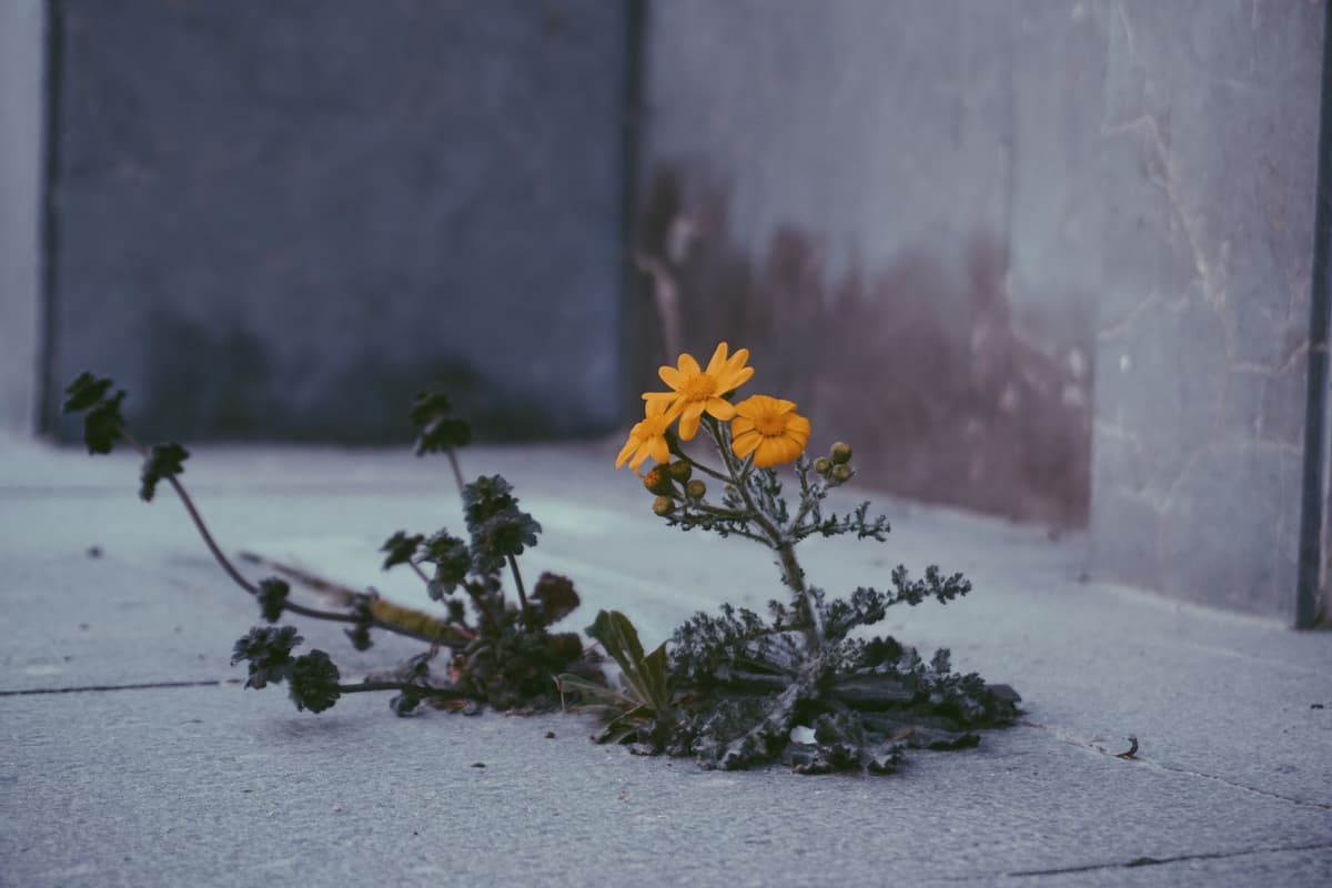 a single yellow mustard flower poking through cracked dry earth