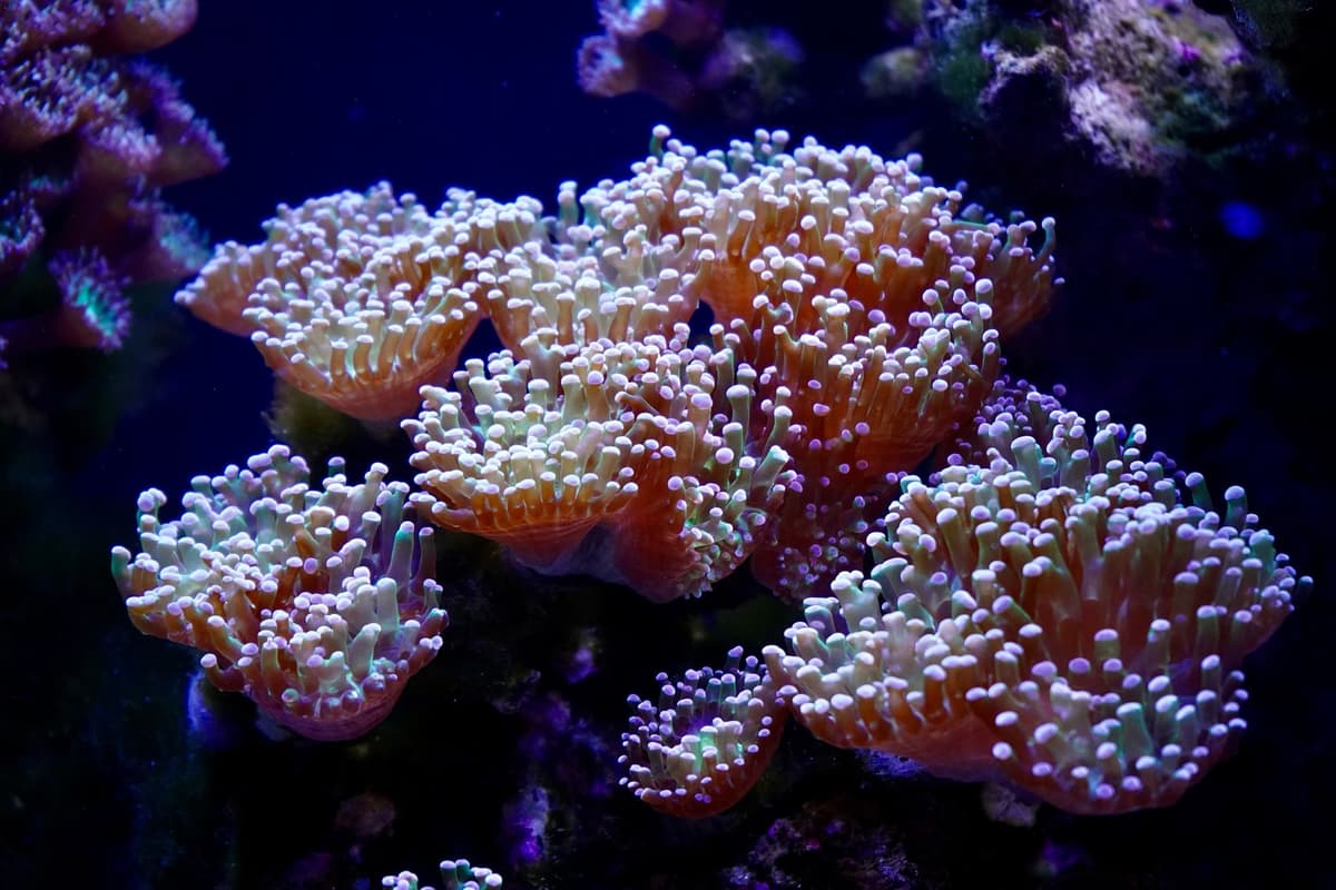 a single bright orange coral polyp growing out of a rusty underwater pipe