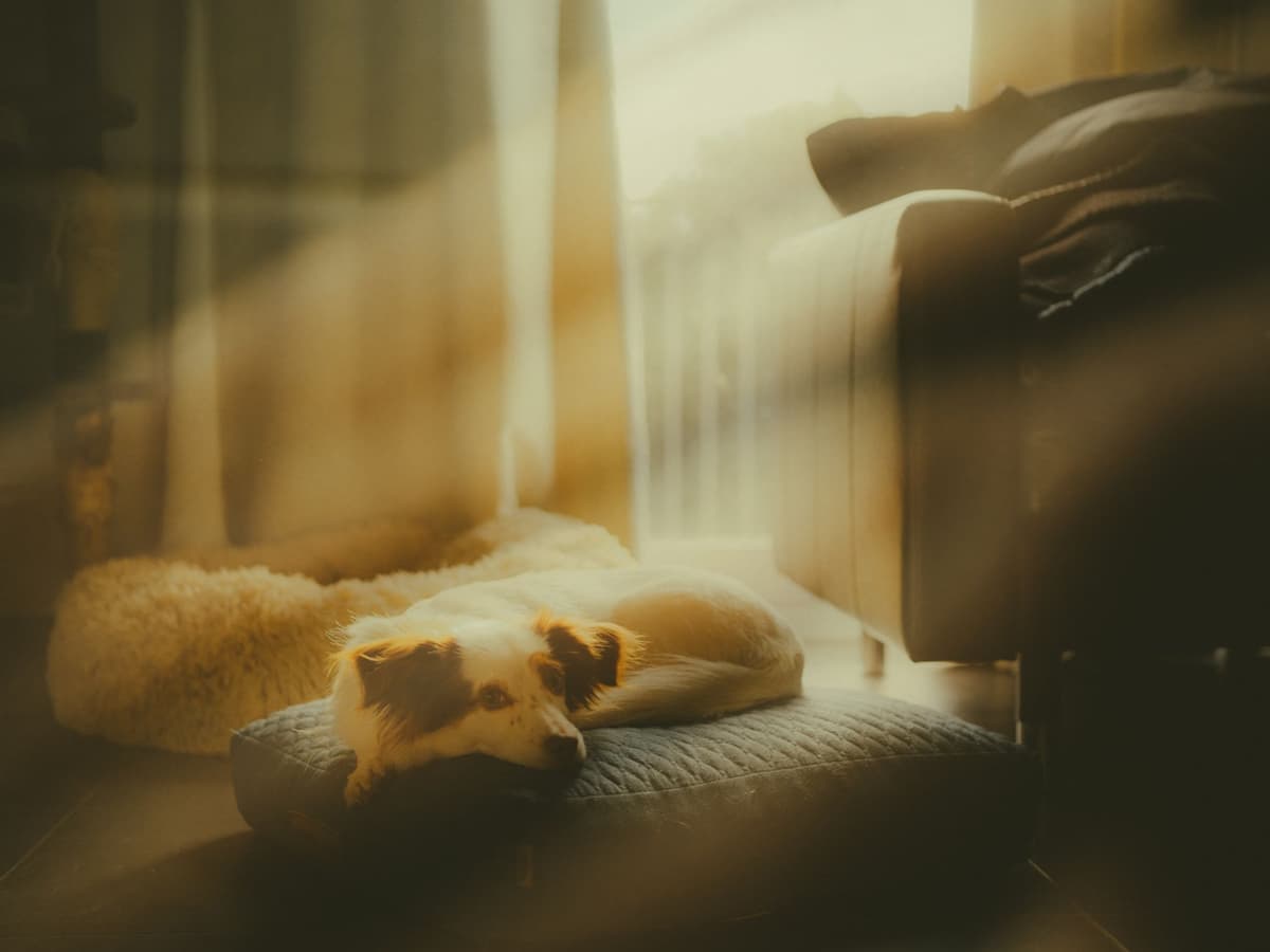 a dusty skull resting on a velvet cushion