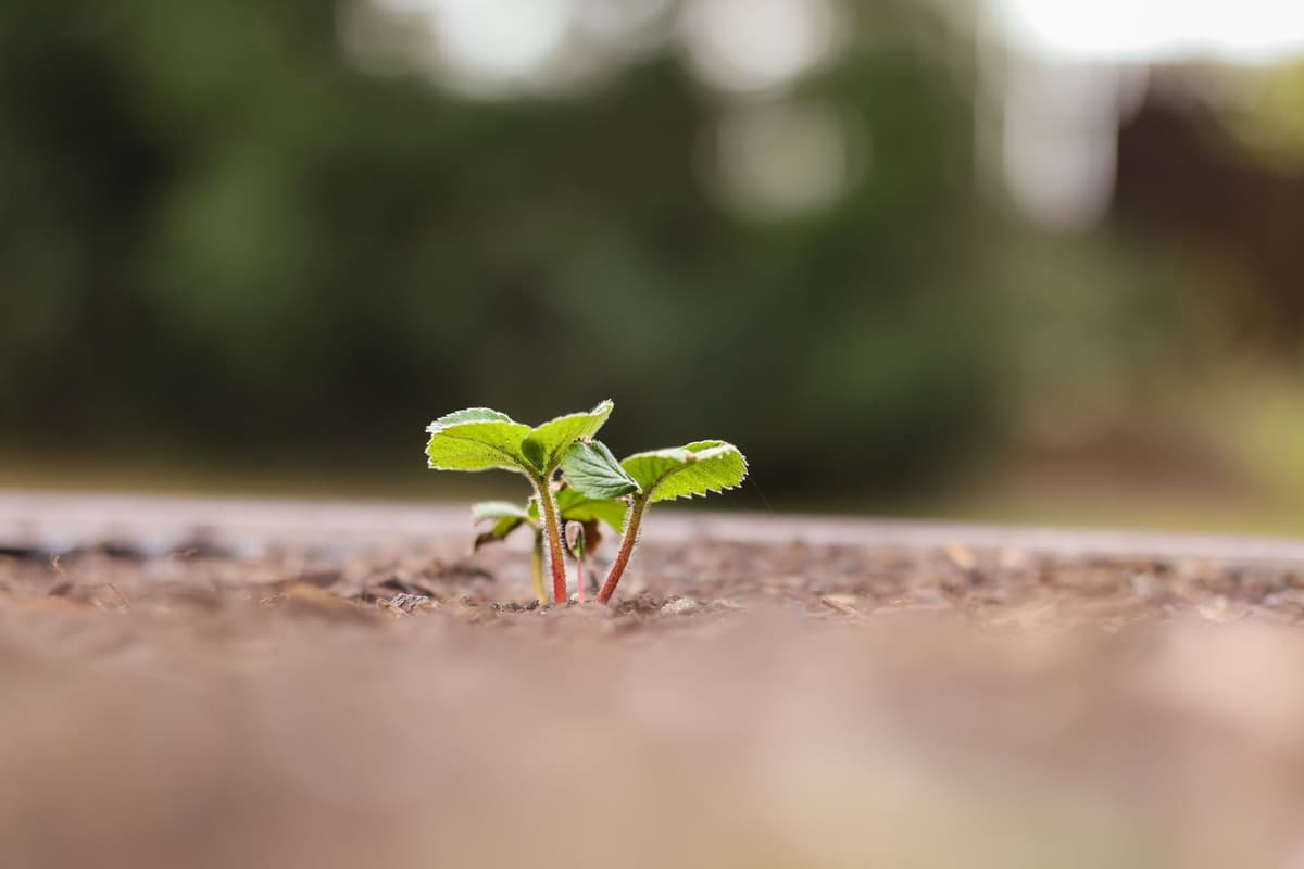 a single small sapling planted in a concrete sidewalk