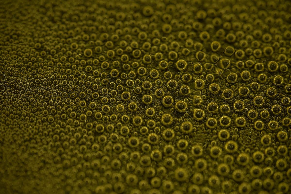 a high-resolution microscope view of glowing cellular nuclei