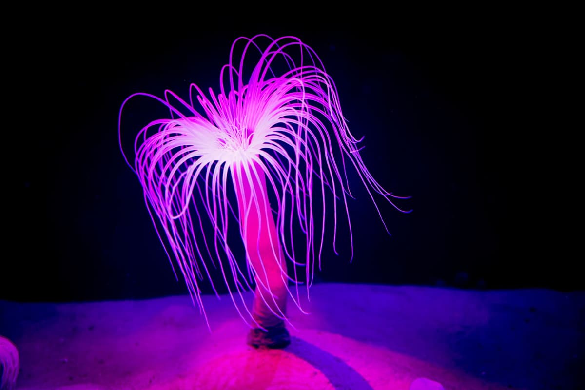 an anglerfish with its bioluminescent lure in the deep sea