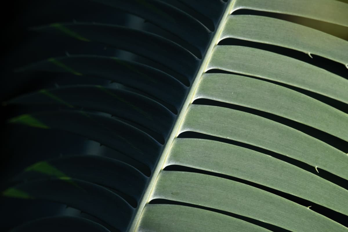 a close up of light hitting a human palm showing translucent red edges