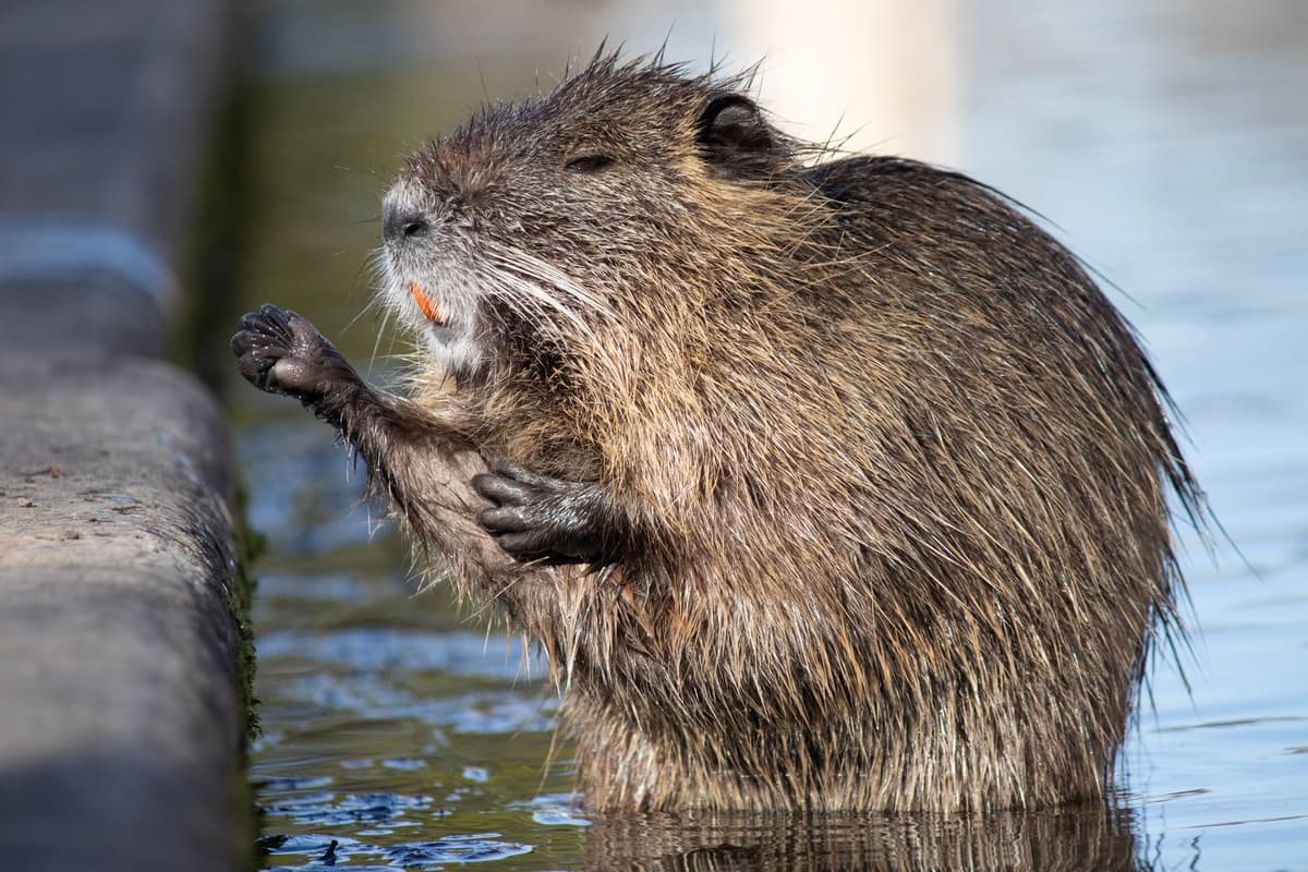 a beaver gnawing a fallen log near a storm drain