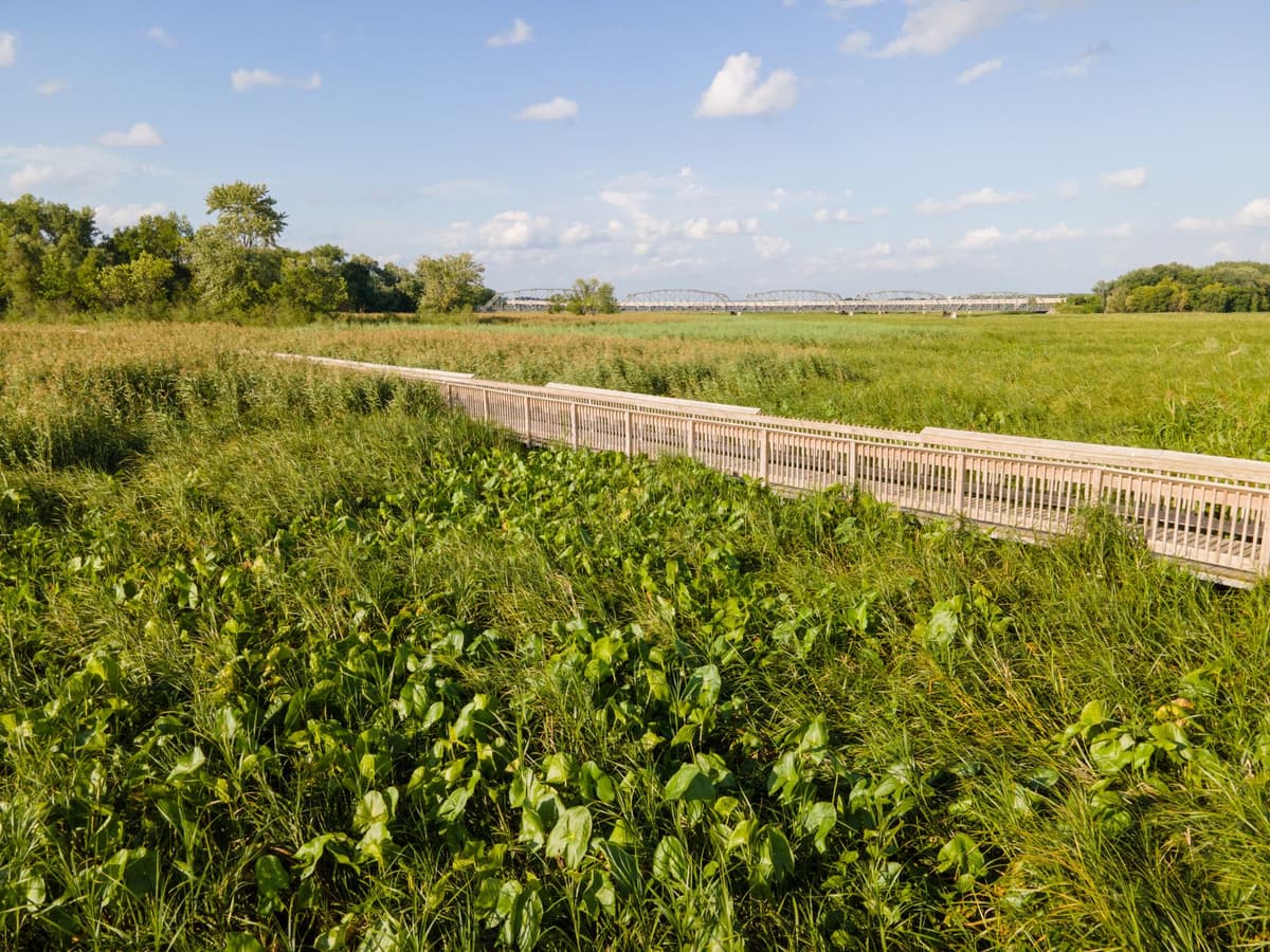 a modern park path with subtle, integrated fences separating it from a dense wetland area