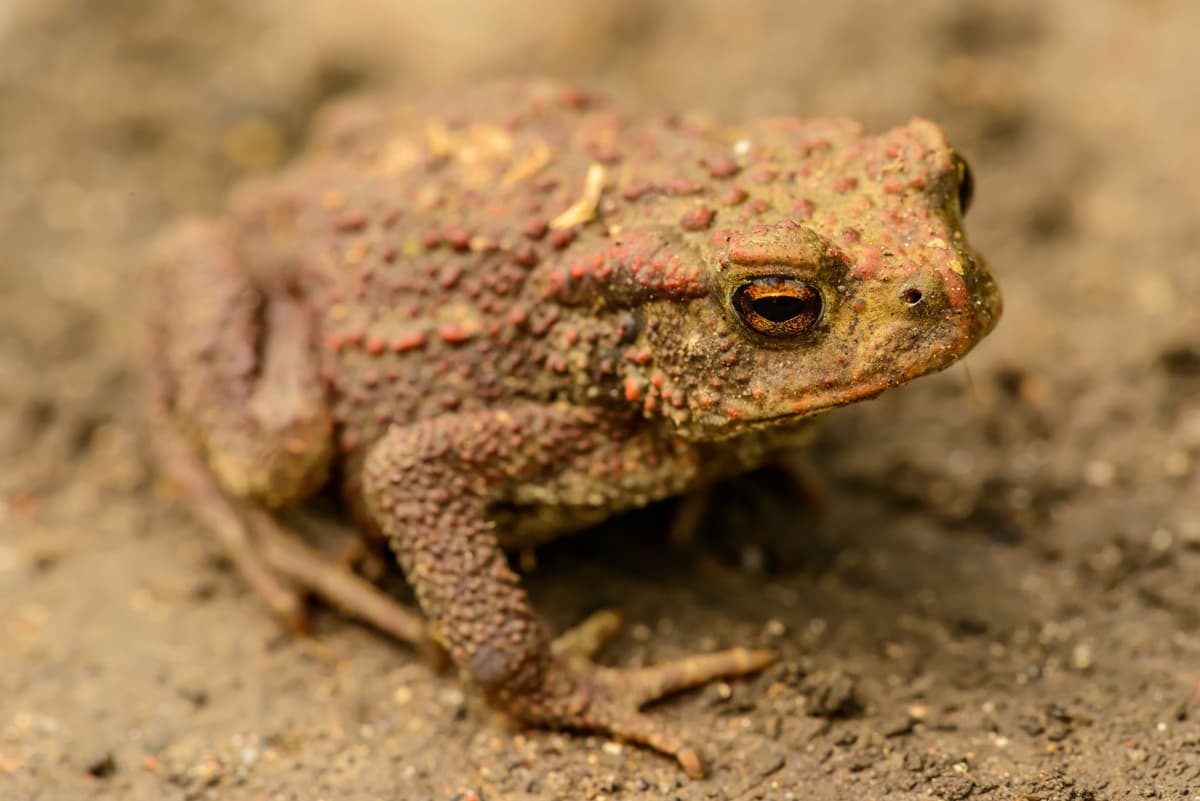 a single green toad sitting on dry cracked earth