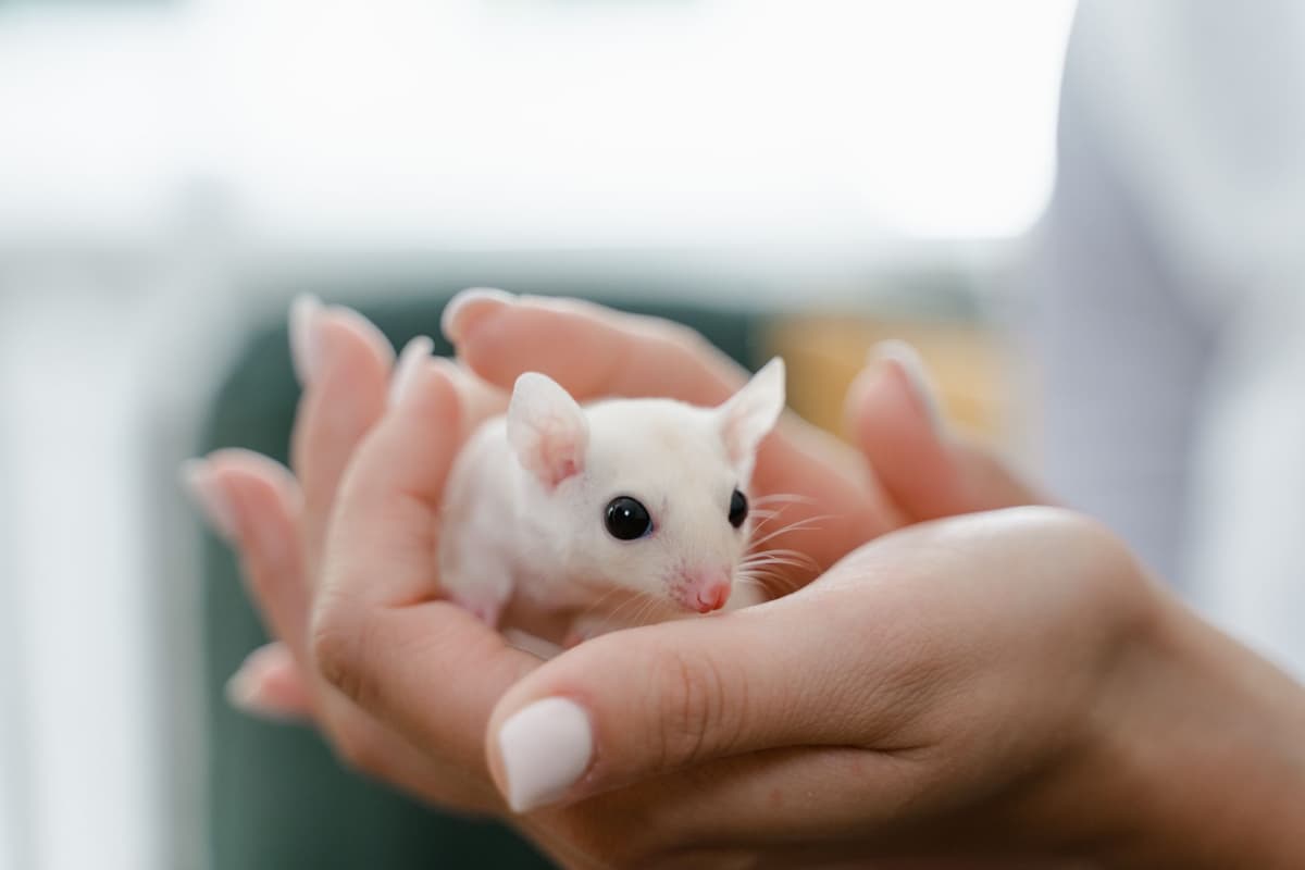 a single beige computer mouse trapped in a tiny medieval wooden stockade