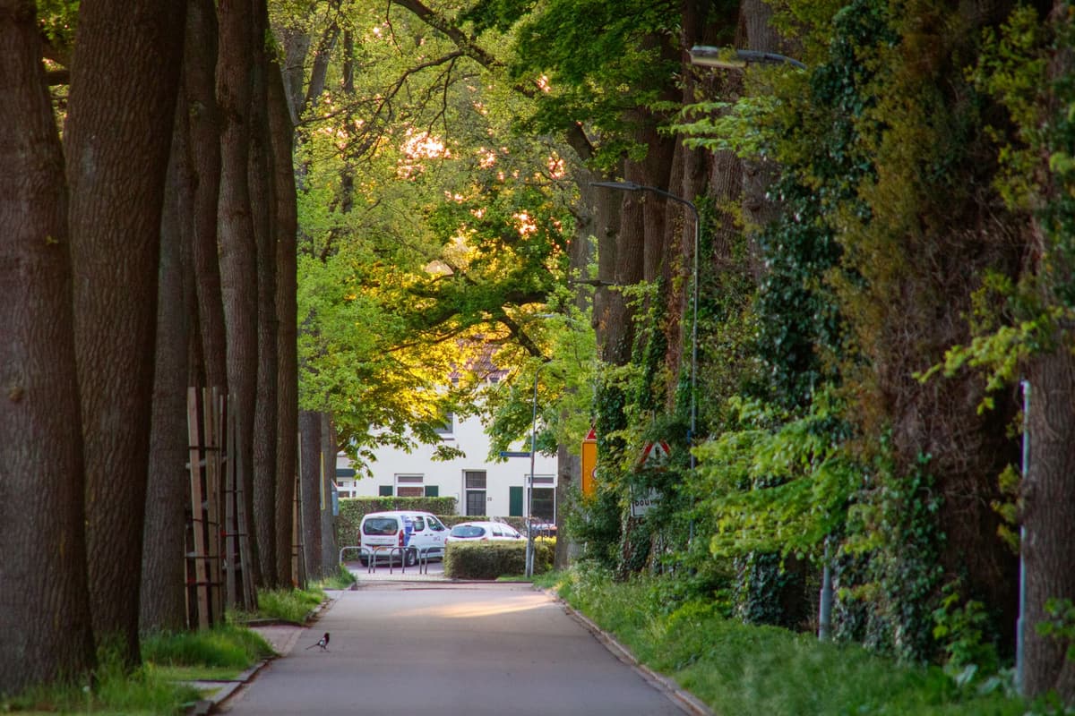 a wide, empty city street with lush trees