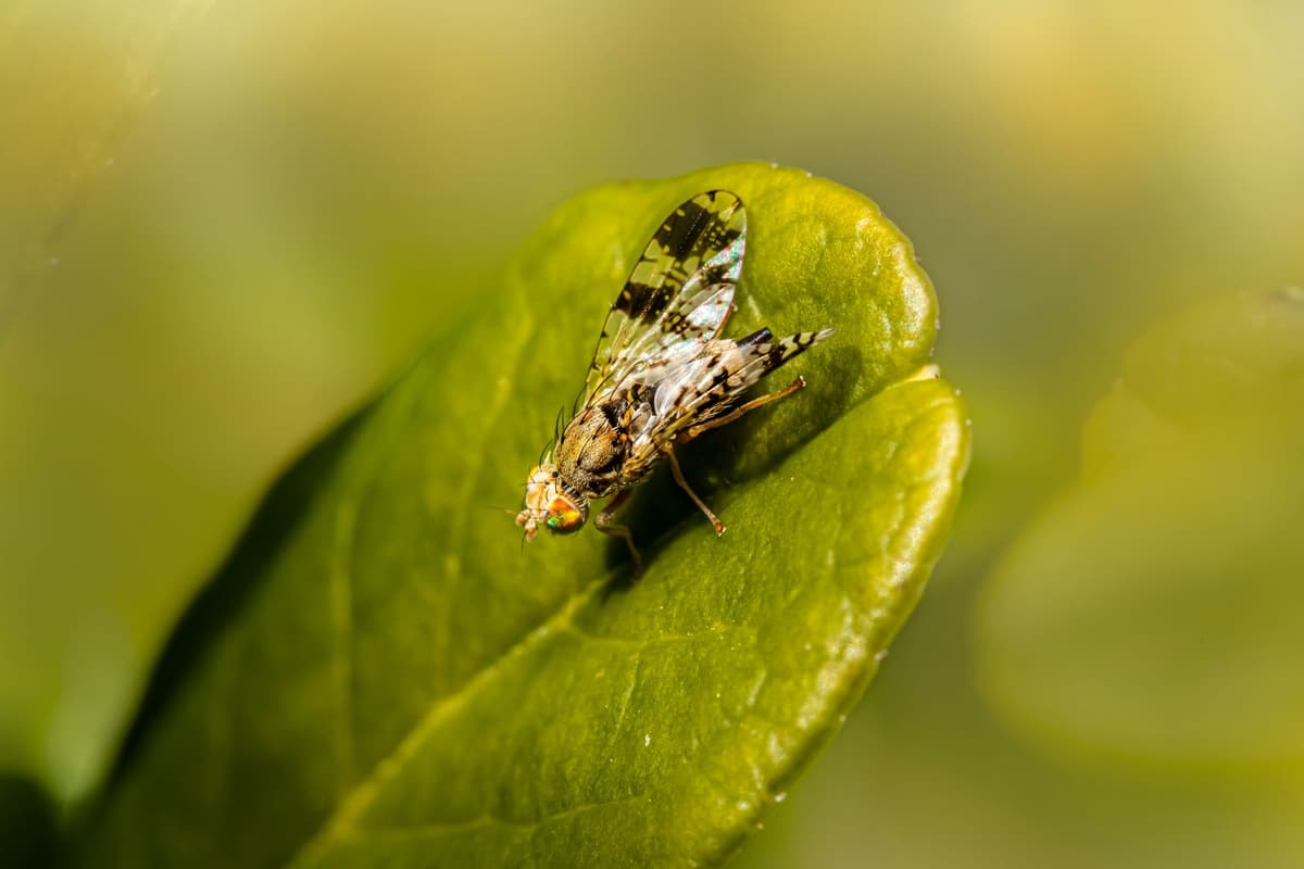 a single fruit fly wearing tiny VR goggles