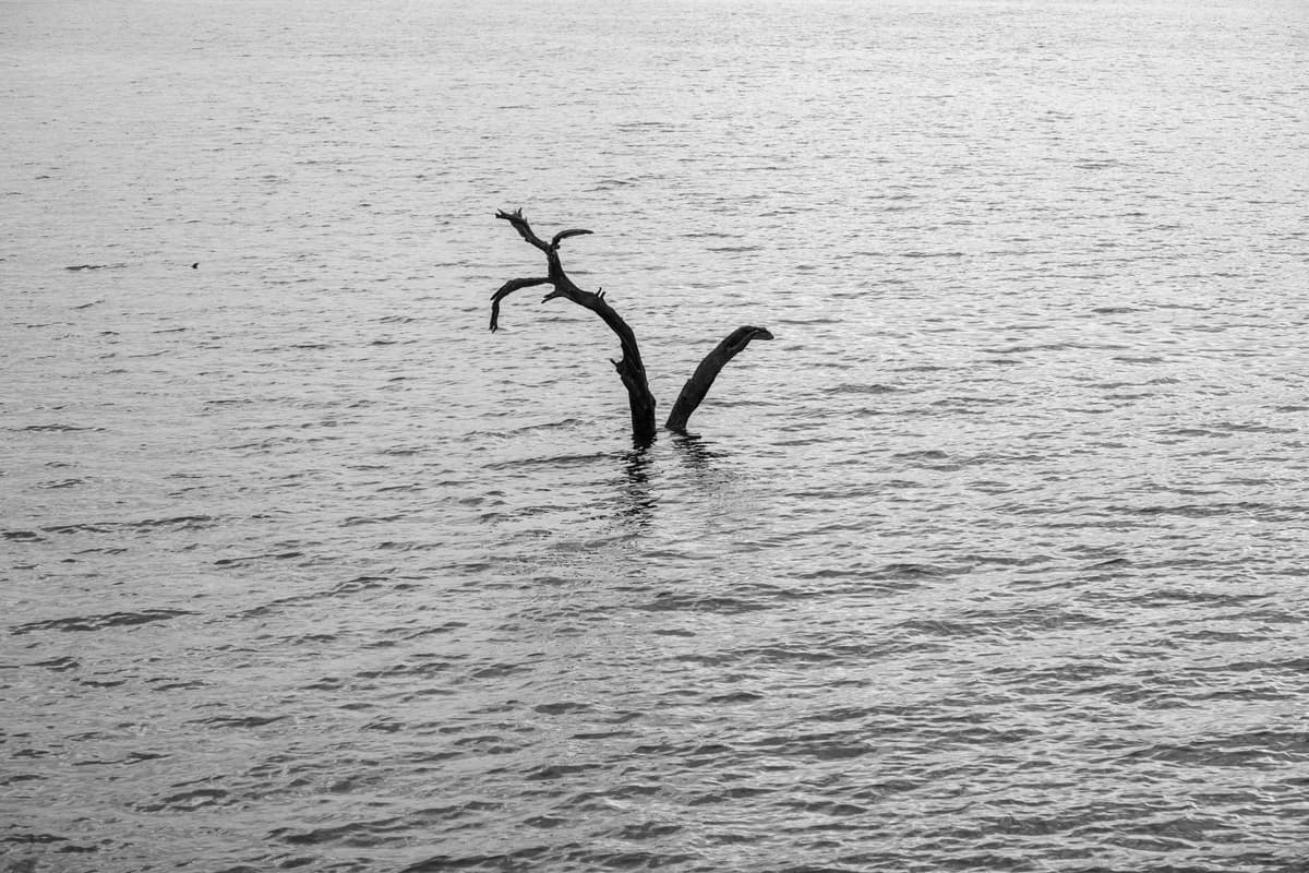 a lone vulture perched on a dry branch in a desolate landscape