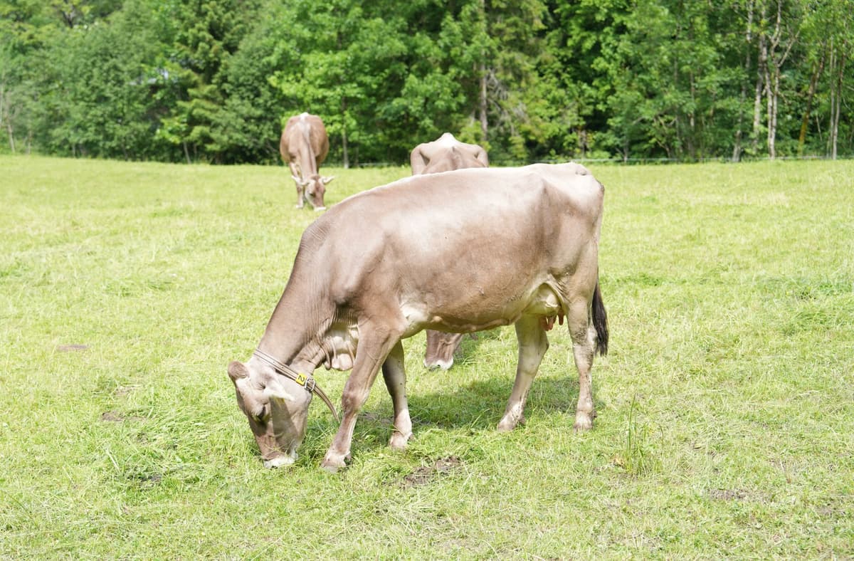 a cow wearing a small, sleek electronic collar in a green field