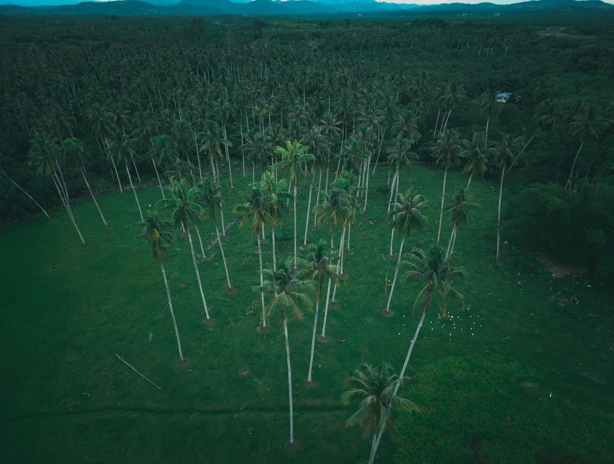aerial view of vast coconut plantations in Southeast Asia