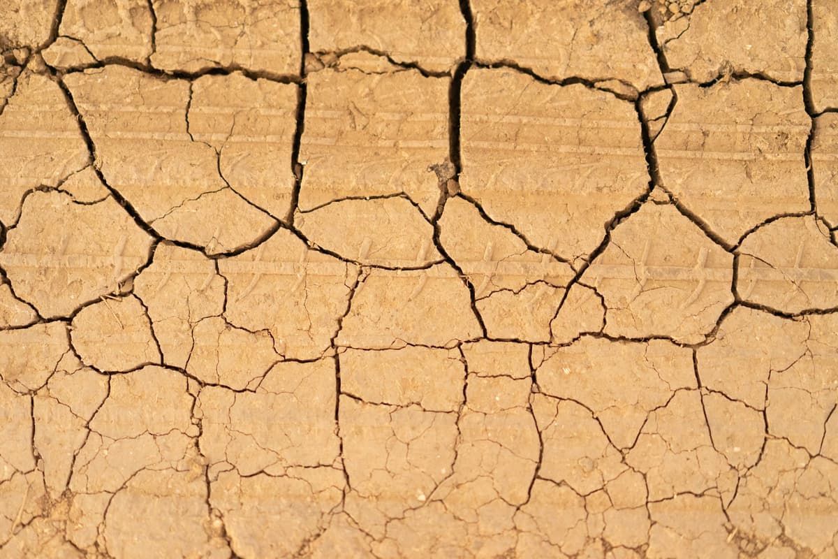 a farmer holding a handful of parched, cracked earth