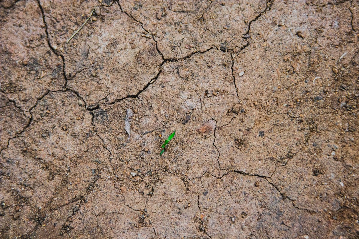 a single green sprout growing through a crack in a stainless steel lab table