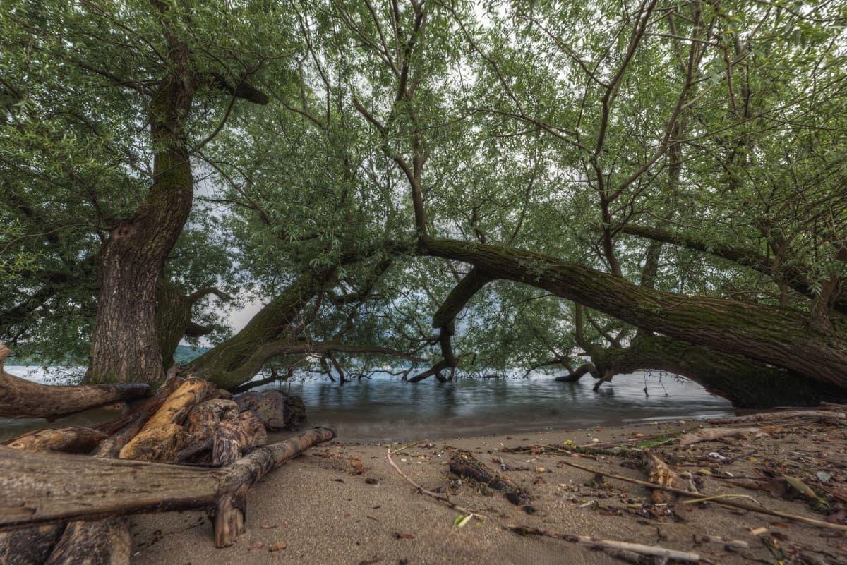 a cluster of willow branches and mud blocking a stream