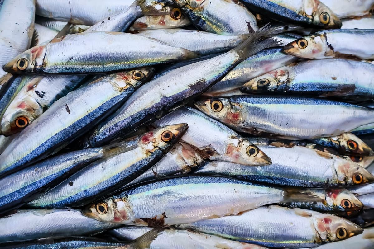 a single silver sardine squeezed into a tiny matchbox