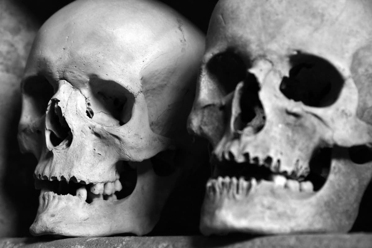 a dusty museum skull with a wide open jaw