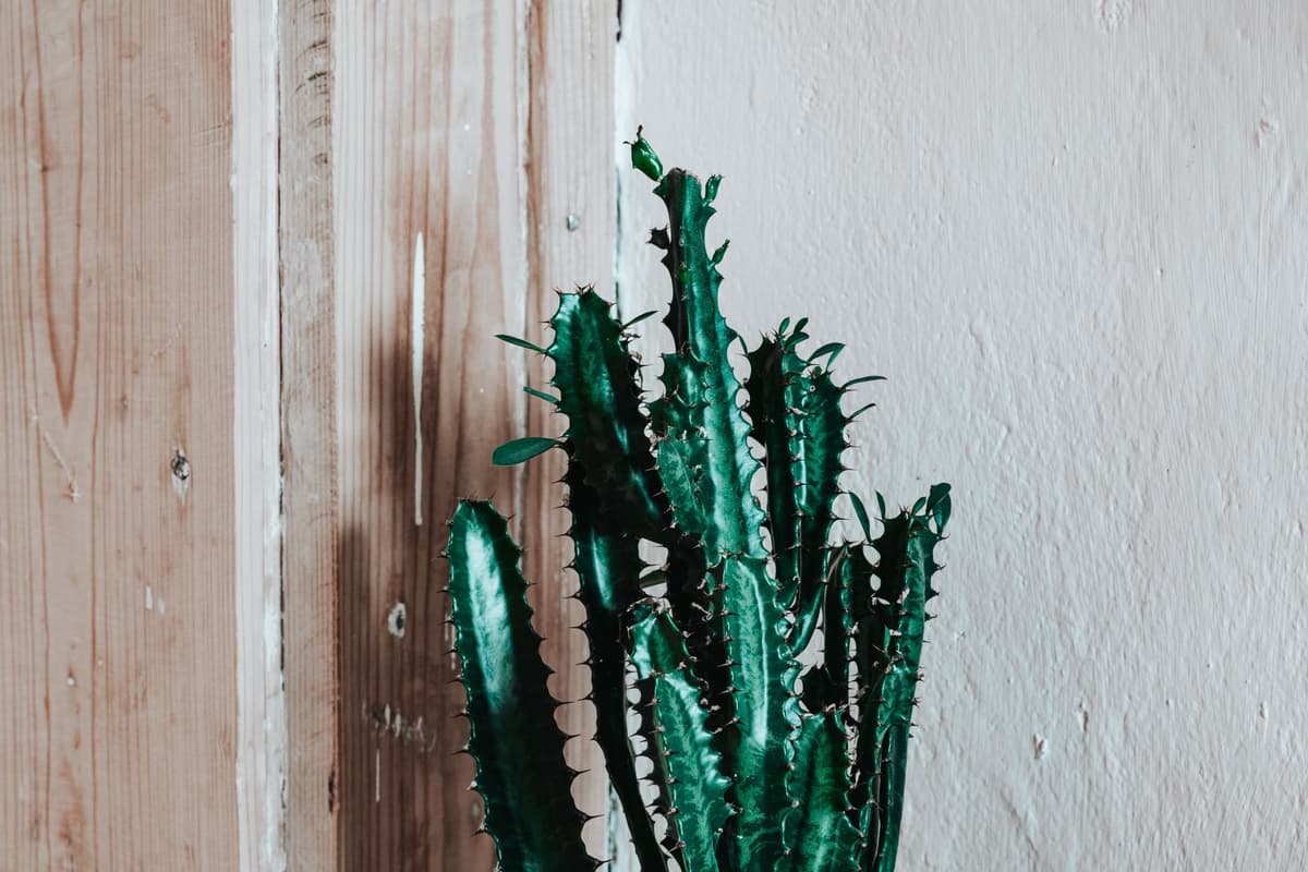 a single cactus standing next to a massive concrete wall
