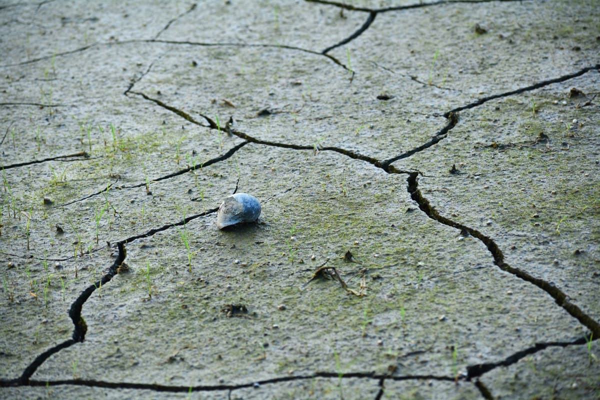 a single wilted sprout growing in cracked grey dirt