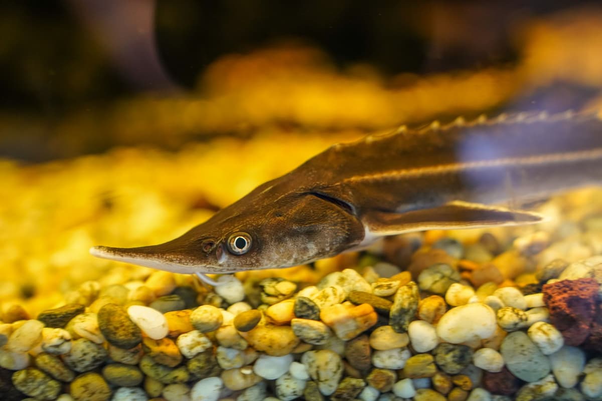 a massive sturgeon swimming in dark murky water