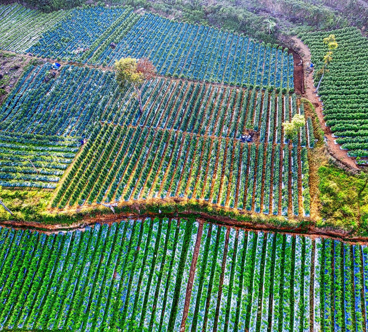 aerial view of shaded agroforestry coffee farm