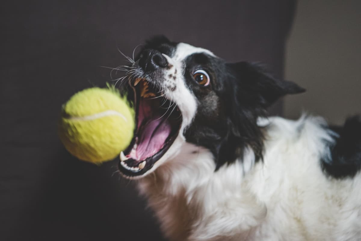 a yellow tennis ball with a tiny bite taken out of it