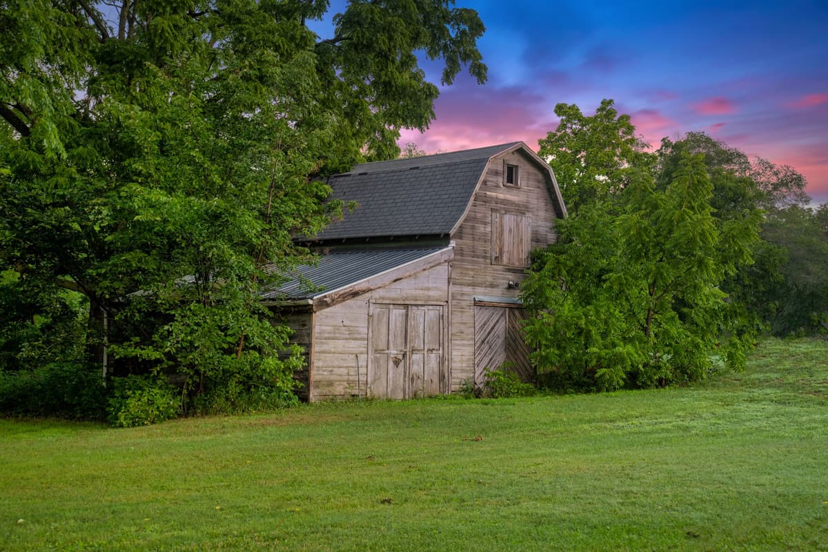 thick green vines draping over an old barn