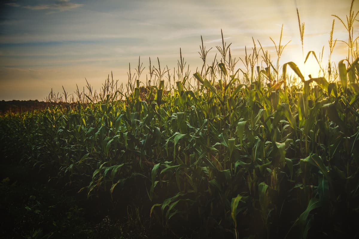 server rack next to lush green cornfield