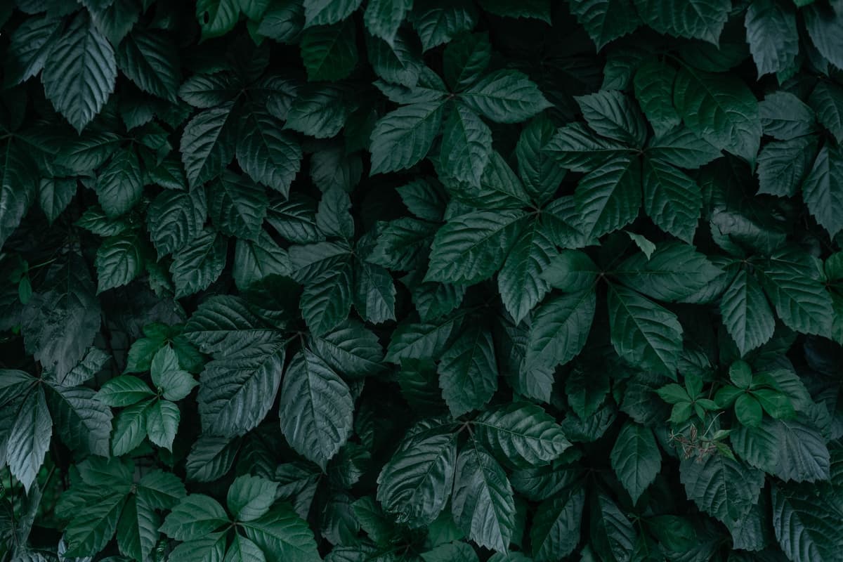 a large earthen mound covered in green leafy vines