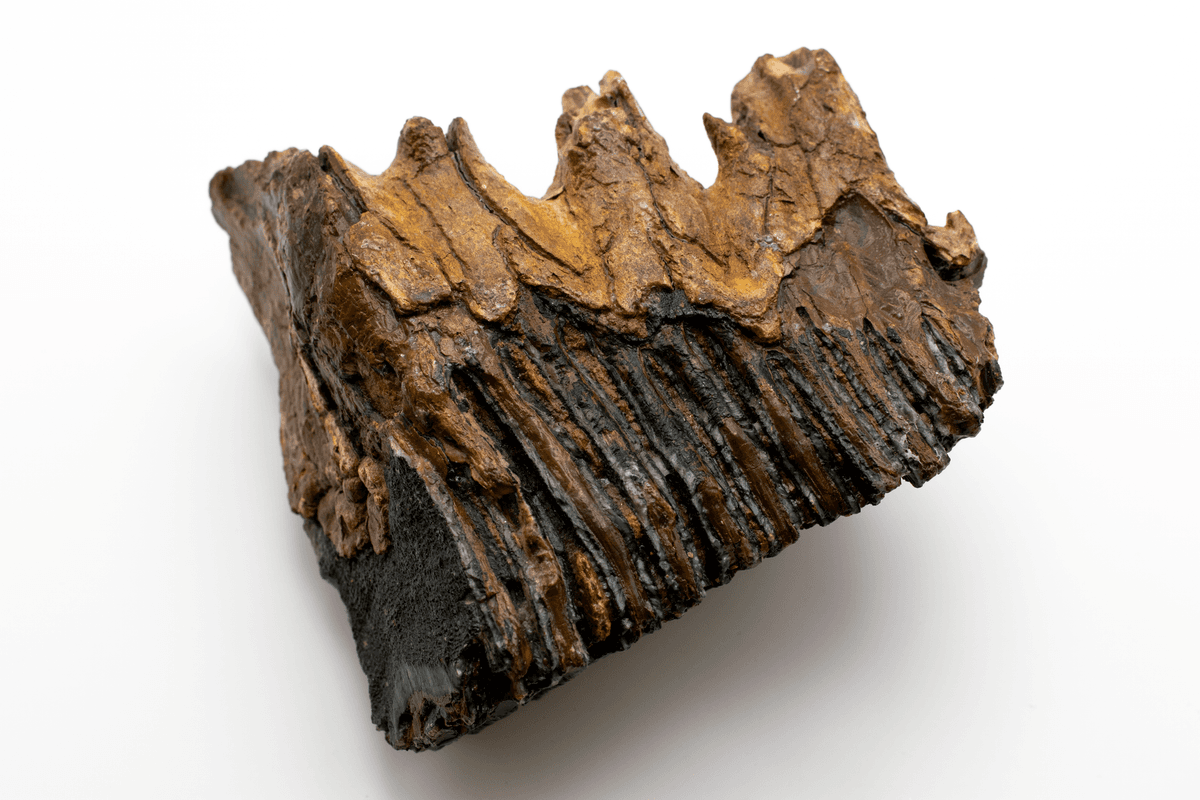 fossilized dinosaur vertebrae embedded in red clay stone