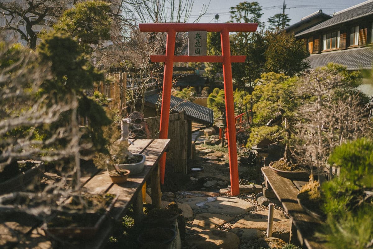 elderly Japanese woman watering bonsai garden outdoors