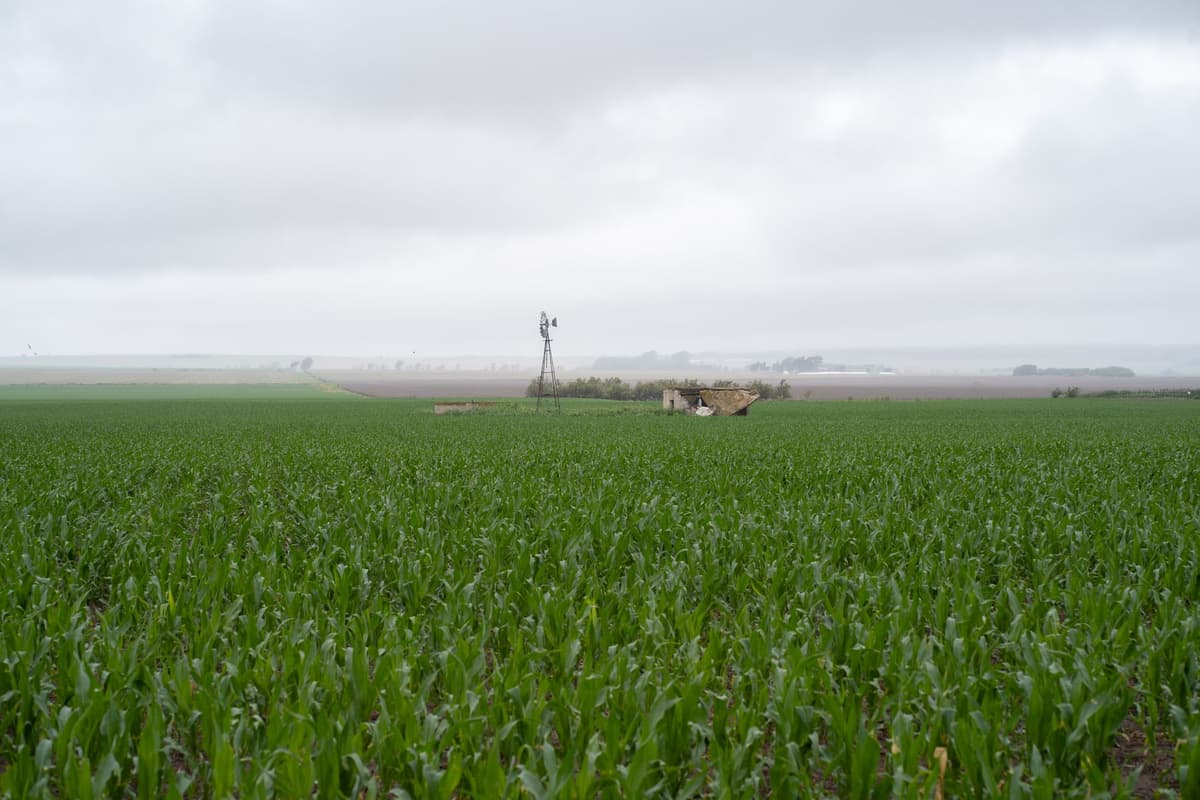 a dusty green tractor parked in a vast cornfield