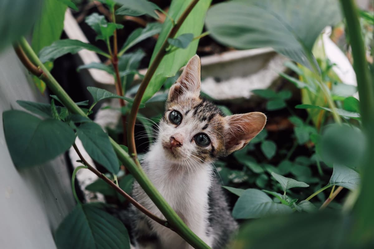 a small spotted cat peering through coffee leaves