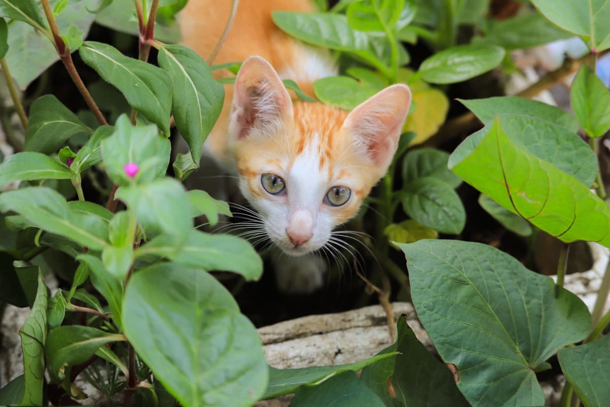 a small spotted cat hiding behind a single leaf