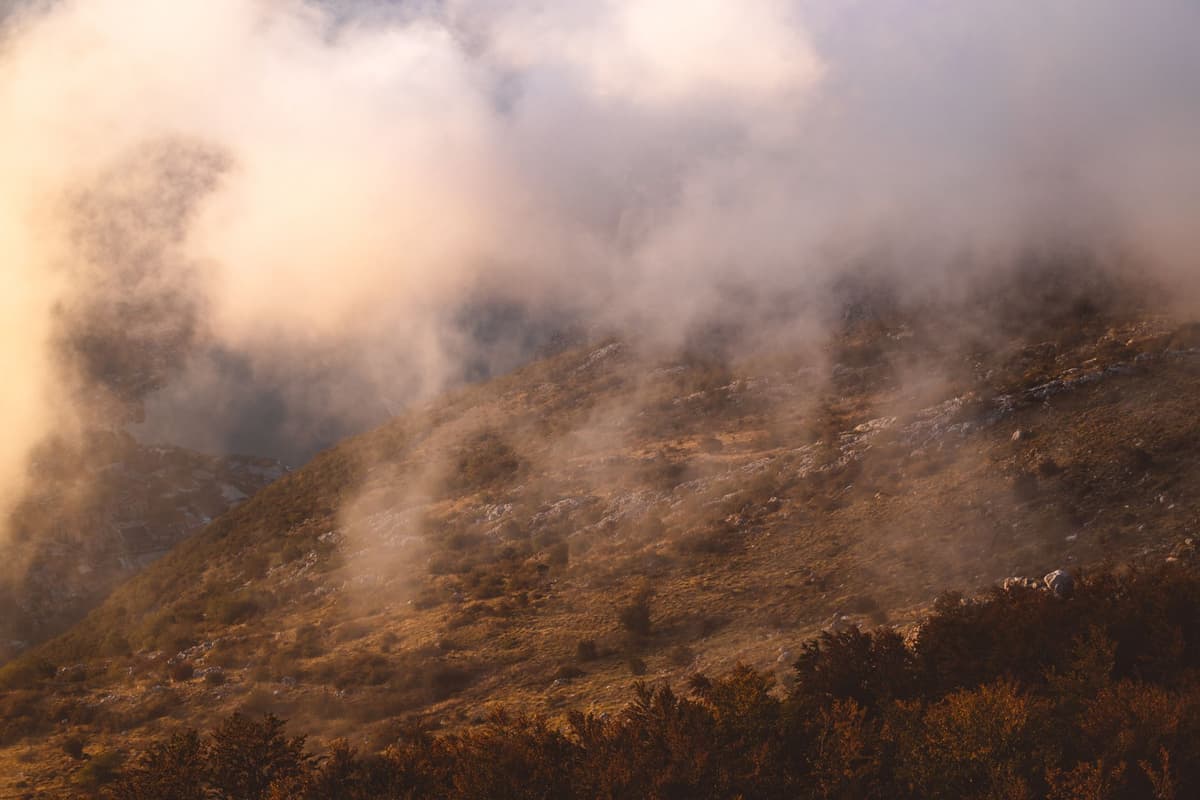a small spotted wildcat sitting on a misty mountain ridge