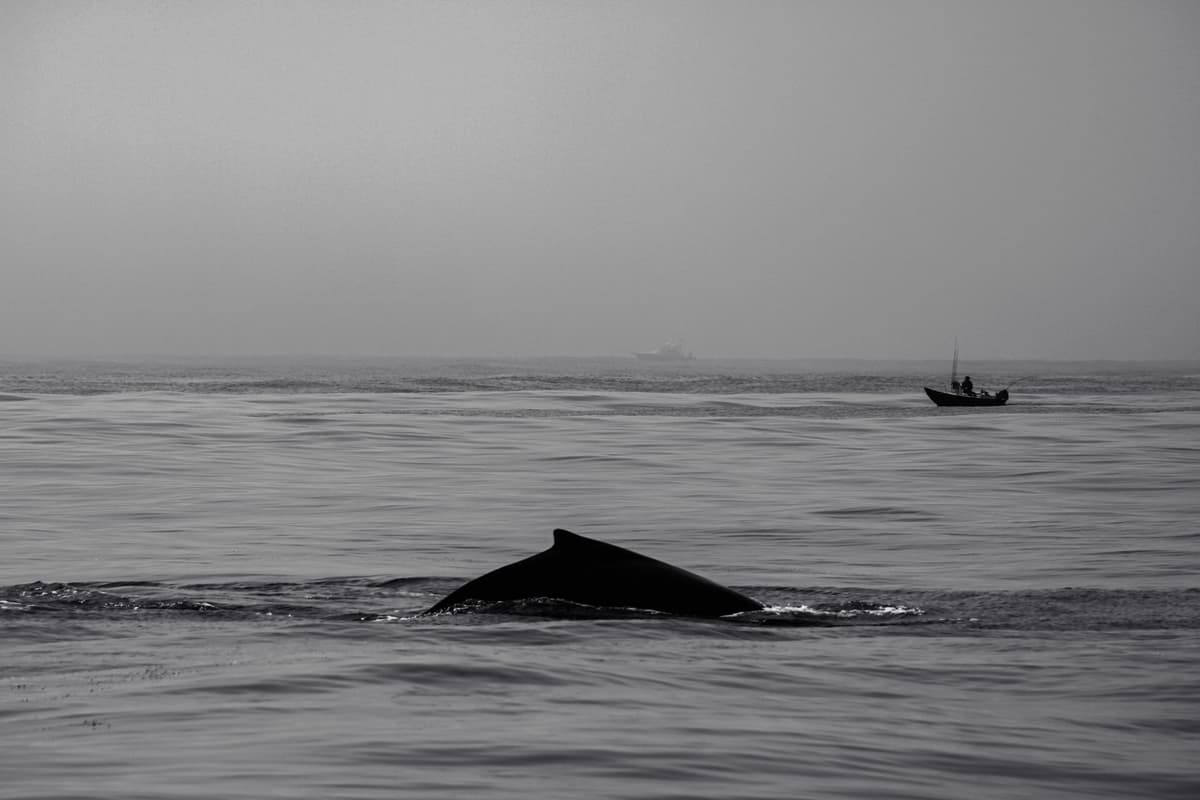 a lone whale fluke breaking the gray water