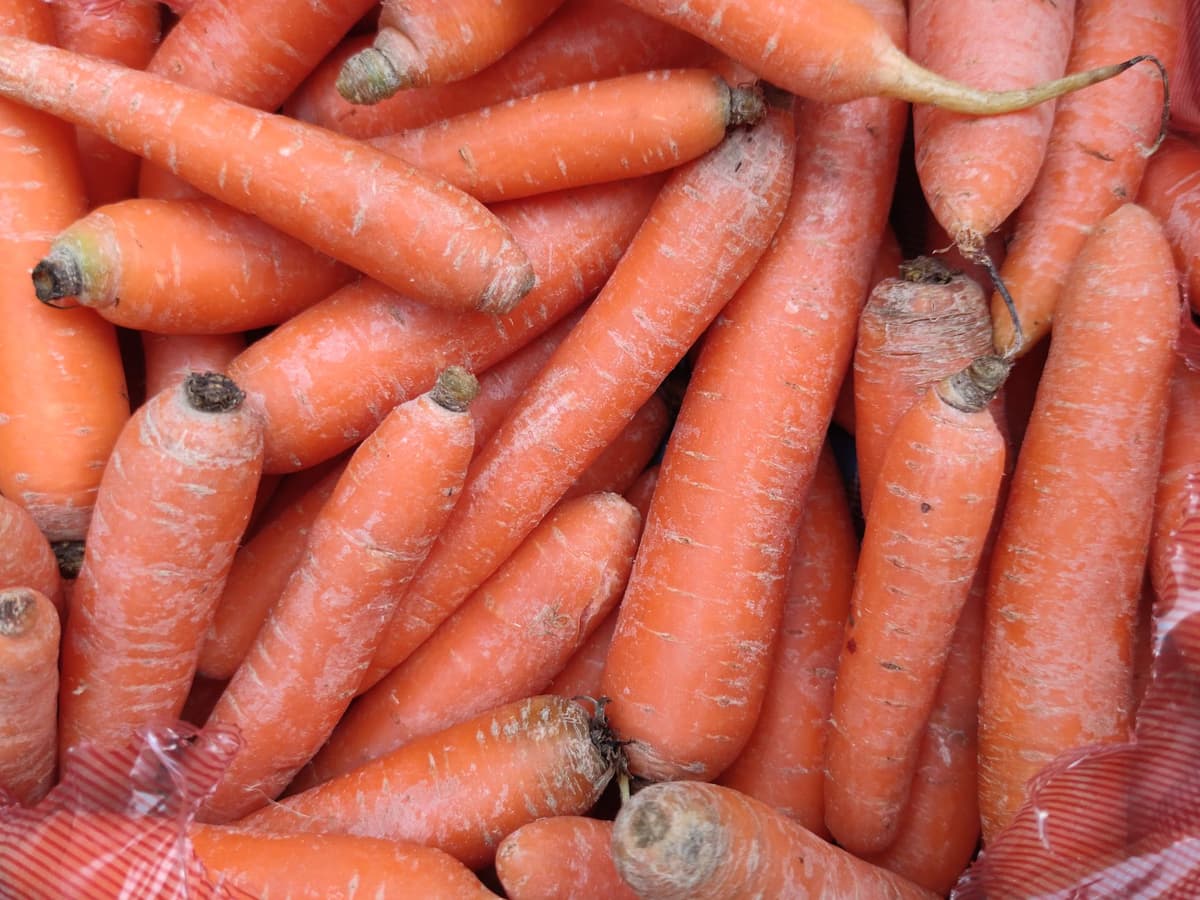 a farmer looking disgruntledly at a pile of perfectly orange carrots