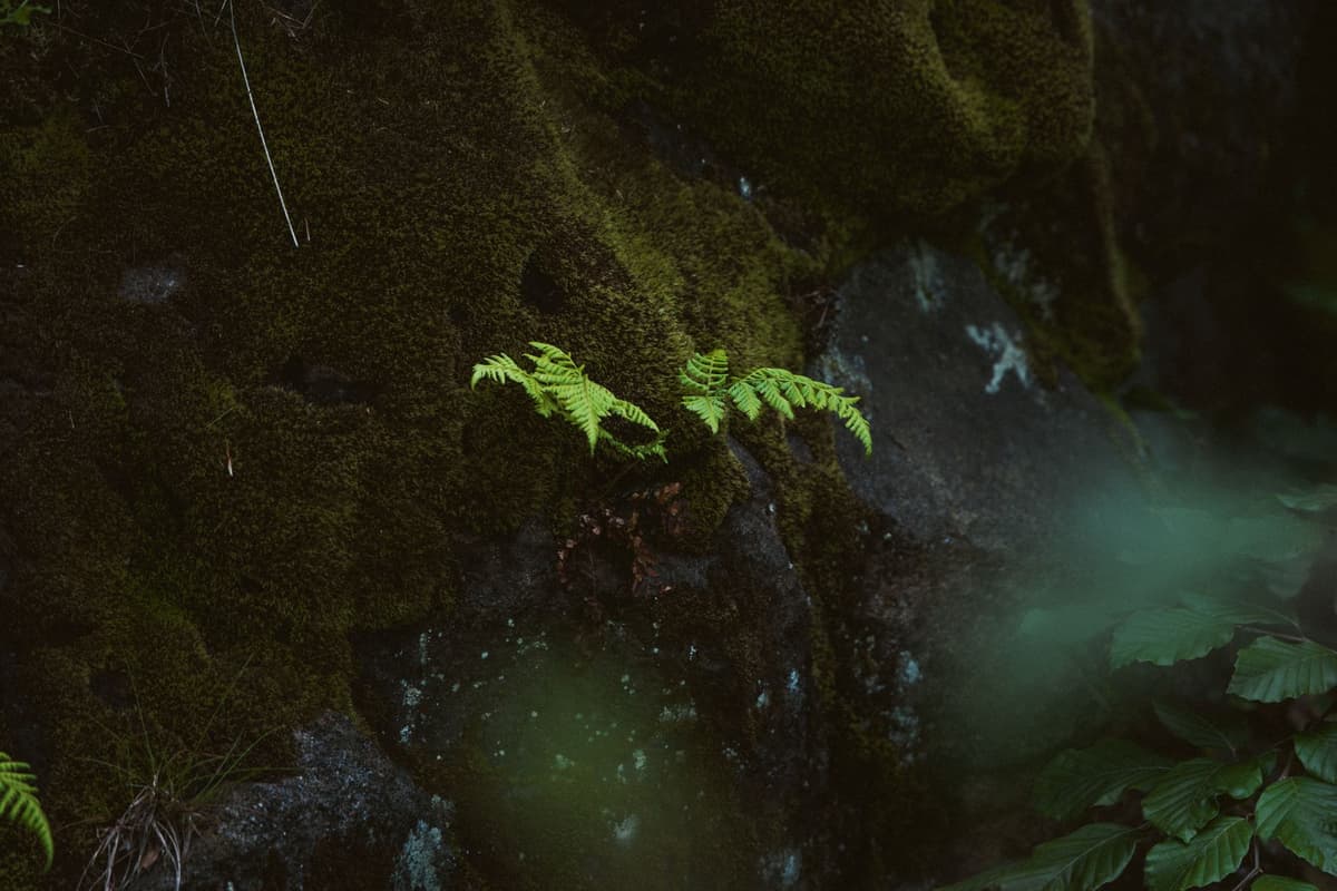 lush green ferns growing near a concrete canal edge